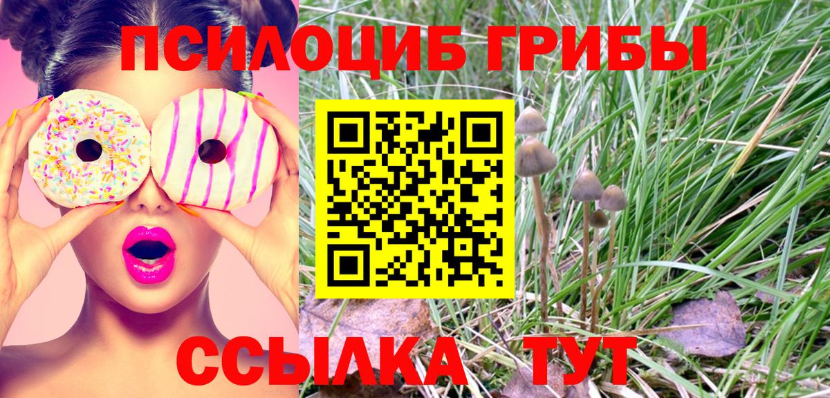 Кизляр  Псилоцибиновые грибы Psilocybine cubensis  Вход с VPN 